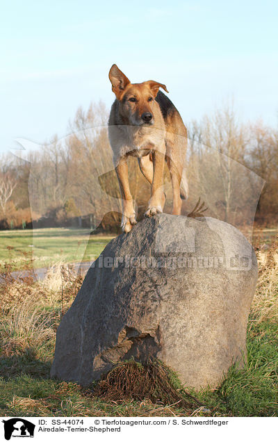 Airedale-Terrier-Schferhund / Airedale-Terrier-Shepherd / SS-44074