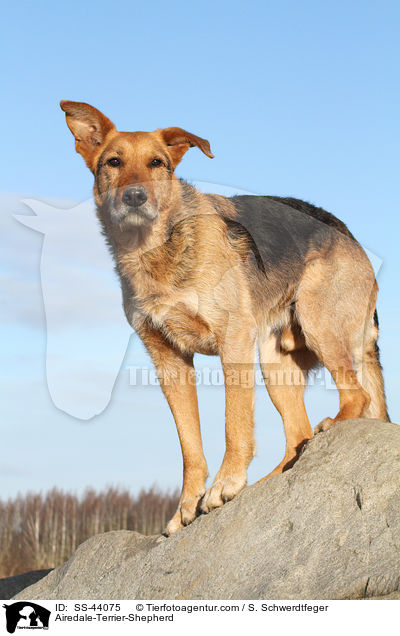 Airedale-Terrier-Schferhund / Airedale-Terrier-Shepherd / SS-44075