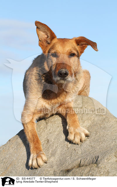 liegender Airedale-Terrier-Schferhund / lying Airedale-Terrier-Shepherd / SS-44077