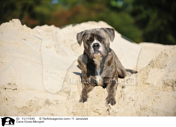 Cane-Corso-Mischling / Cane-Corso-Mongrel / YJ-11440