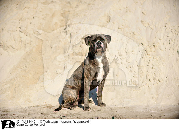 Cane-Corso-Mischling / Cane-Corso-Mongrel / YJ-11446