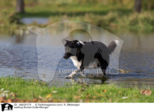 laufender Border-Collie-Mischling / walking Border-Collie-Mongel / AM-04774