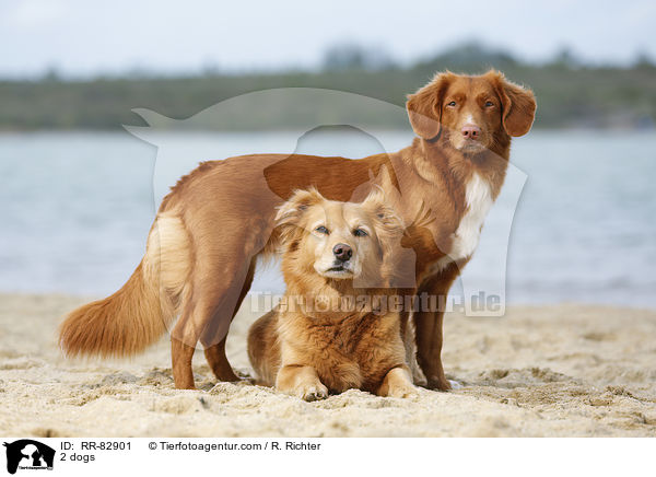 2 Hunde / 2 dogs / RR-82901