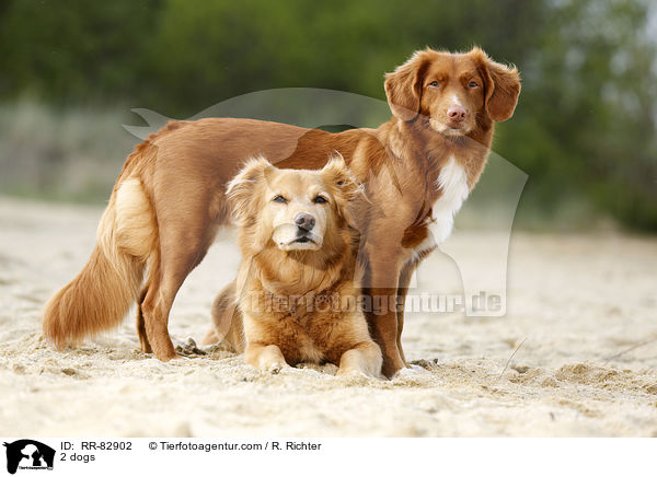 2 Hunde / 2 dogs / RR-82902