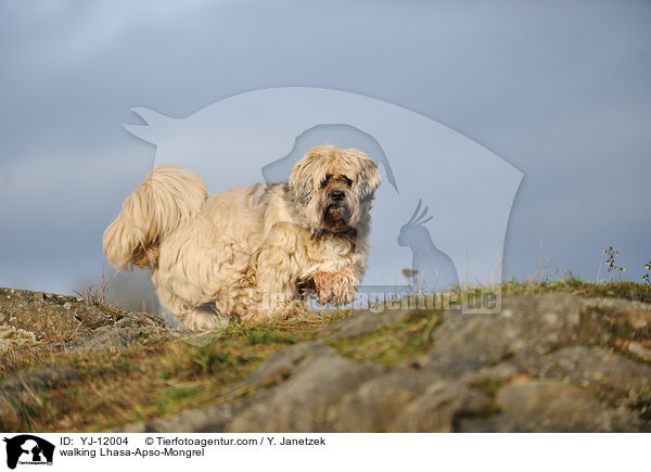 laufender Lhasa-Apso-Mischling / walking Lhasa-Apso-Mongrel / YJ-12004