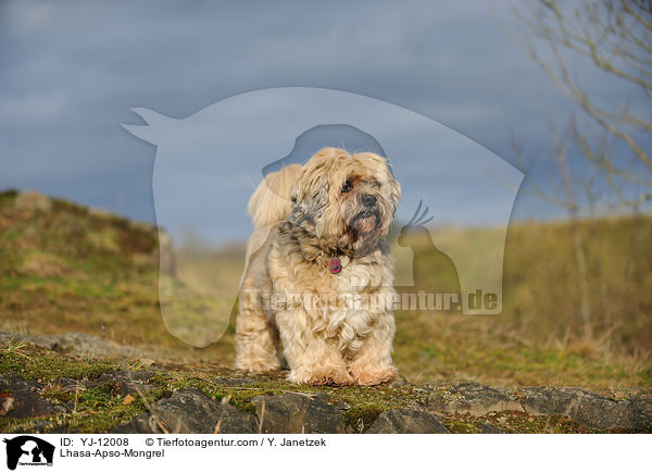 Lhasa-Apso-Mischling / Lhasa-Apso-Mongrel / YJ-12008