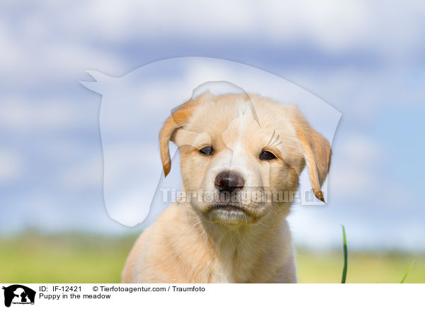 Mischlingswelpe auf der Wiese / Puppy in the meadow / IF-12421