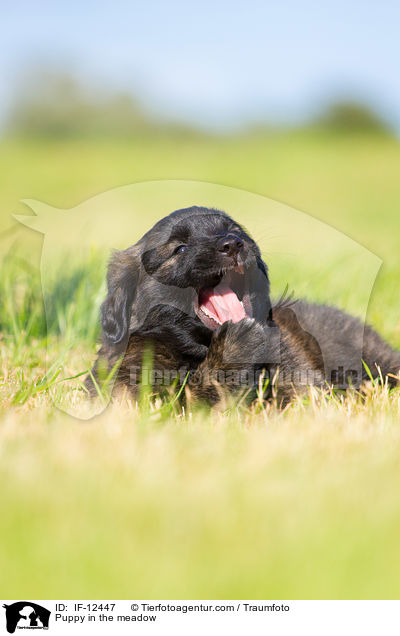 Mischlingswelpe auf der Wiese / Puppy in the meadow / IF-12447