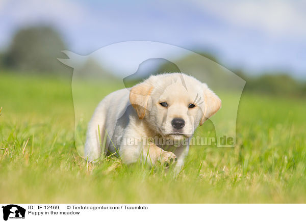 Mischlingswelpe auf der Wiese / Puppy in the meadow / IF-12469