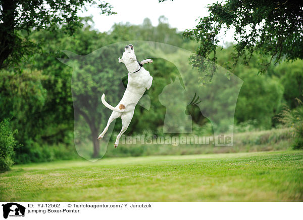 springender Boxer-Pointer / jumping Boxer-Pointer / YJ-12562