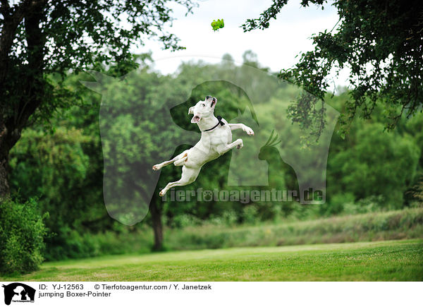 springender Boxer-Pointer / jumping Boxer-Pointer / YJ-12563