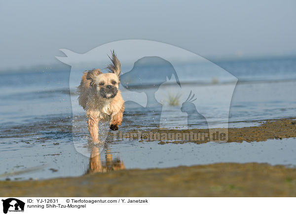 rennender Shih-Tzu-Mischling / running Shih-Tzu-Mongrel / YJ-12631