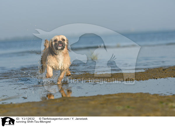 rennender Shih-Tzu-Mischling / running Shih-Tzu-Mongrel / YJ-12632