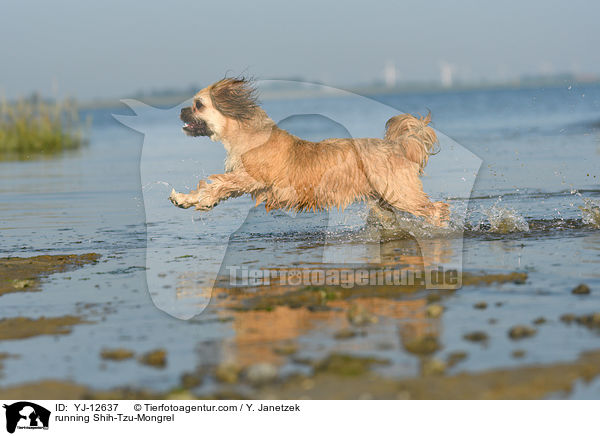 rennender Shih-Tzu-Mischling / running Shih-Tzu-Mongrel / YJ-12637