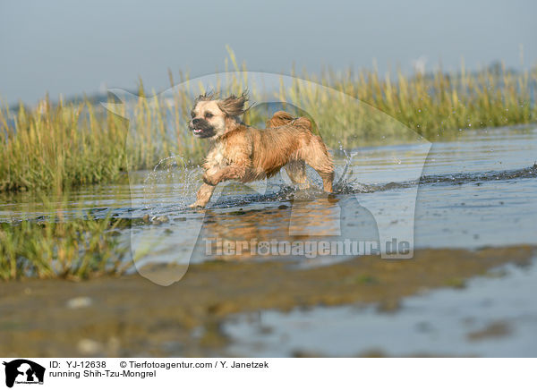 rennender Shih-Tzu-Mischling / running Shih-Tzu-Mongrel / YJ-12638