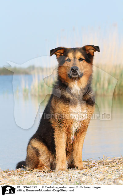 sitzender Berner-Sennenhund-Schferhund / sitting Bernese-Mountain-Dog-Shepherd / SS-48892