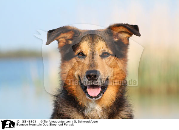 Berner-Sennenhund-Schferhund Portrait / Bernese-Mountain-Dog-Shepherd Portrait / SS-48893