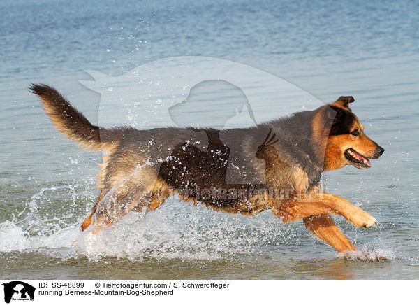 rennender Berner-Sennenhund-Schferhund / running Bernese-Mountain-Dog-Shepherd / SS-48899