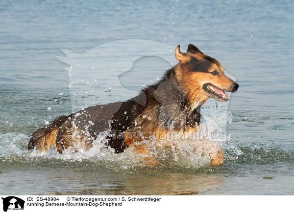 rennender Berner-Sennenhund-Schferhund / running Bernese-Mountain-Dog-Shepherd / SS-48904