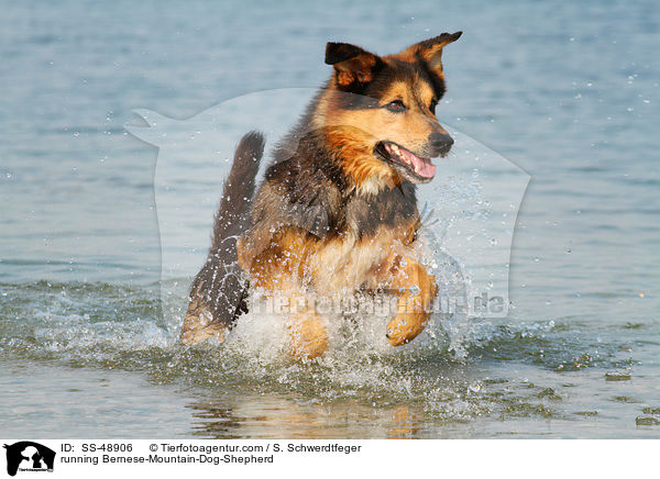 rennender Berner-Sennenhund-Schferhund / running Bernese-Mountain-Dog-Shepherd / SS-48906