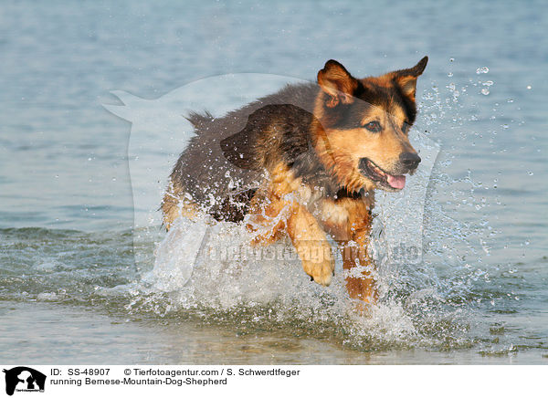 rennender Berner-Sennenhund-Schferhund / running Bernese-Mountain-Dog-Shepherd / SS-48907