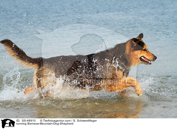 rennender Berner-Sennenhund-Schferhund / running Bernese-Mountain-Dog-Shepherd / SS-48910