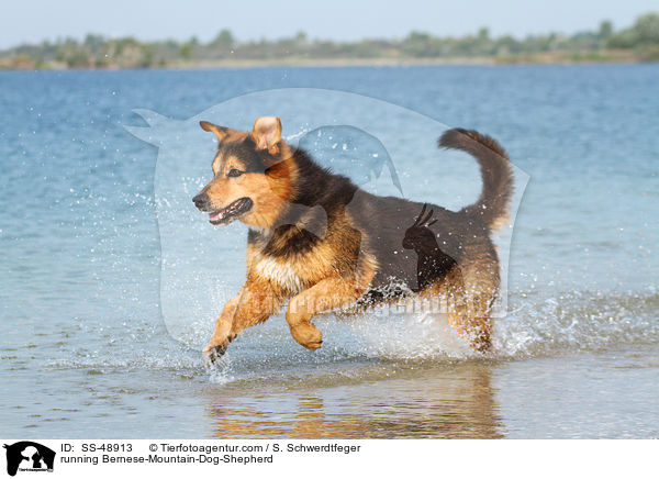 rennender Berner-Sennenhund-Schferhund / running Bernese-Mountain-Dog-Shepherd / SS-48913