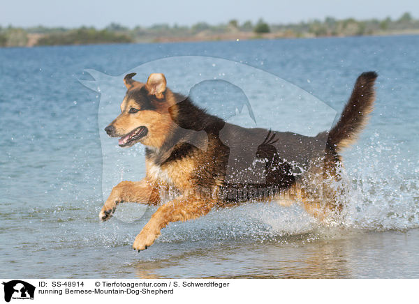 rennender Berner-Sennenhund-Schferhund / running Bernese-Mountain-Dog-Shepherd / SS-48914