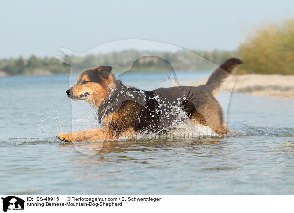 rennender Berner-Sennenhund-Schferhund / running Bernese-Mountain-Dog-Shepherd / SS-48915
