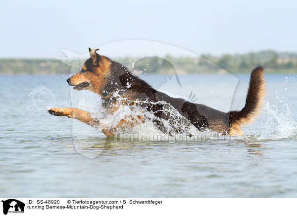 rennender Berner-Sennenhund-Schferhund / running Bernese-Mountain-Dog-Shepherd / SS-48920
