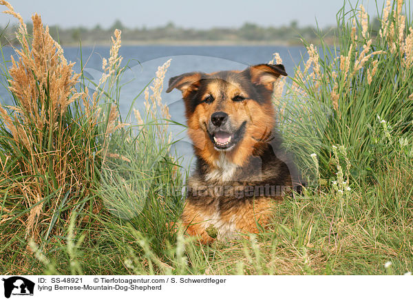 liegender Berner-Sennenhund-Schferhund / lying Bernese-Mountain-Dog-Shepherd / SS-48921