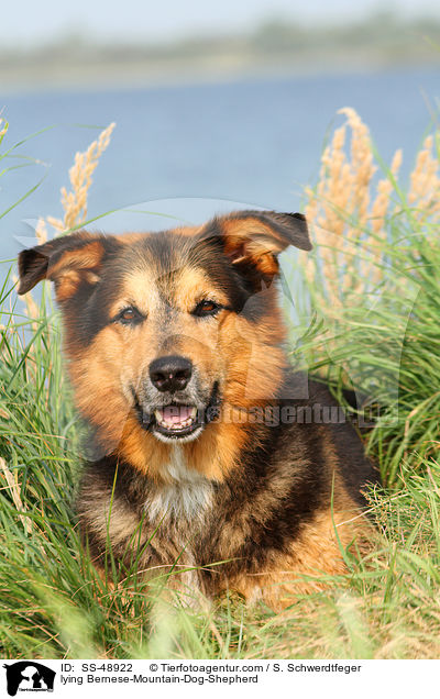 liegender Berner-Sennenhund-Schferhund / lying Bernese-Mountain-Dog-Shepherd / SS-48922