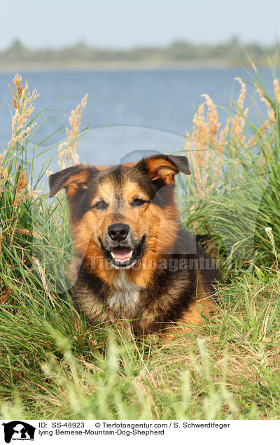liegender Berner-Sennenhund-Schferhund / lying Bernese-Mountain-Dog-Shepherd / SS-48923