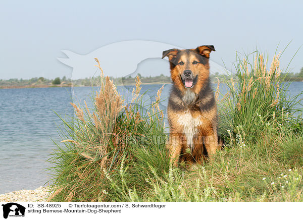 sitzender Berner-Sennenhund-Schferhund / sitting Bernese-Mountain-Dog-Shepherd / SS-48925