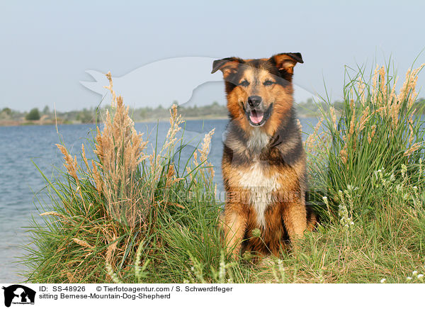 sitzender Berner-Sennenhund-Schferhund / sitting Bernese-Mountain-Dog-Shepherd / SS-48926