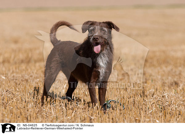 Labrador-Retriever-Deutsch-Drahthaar / Labrador-Retriever-German-Wirehaired-Pointer / NS-04625