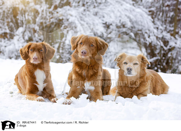 3 Hunde / 3 dogs / RR-87441