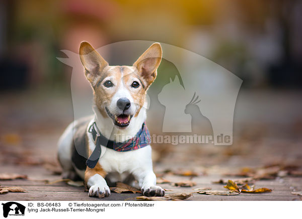 liegender Jack-Russell-Terrier-Mischling / lying Jack-Russell-Terrier-Mongrel / BS-06483