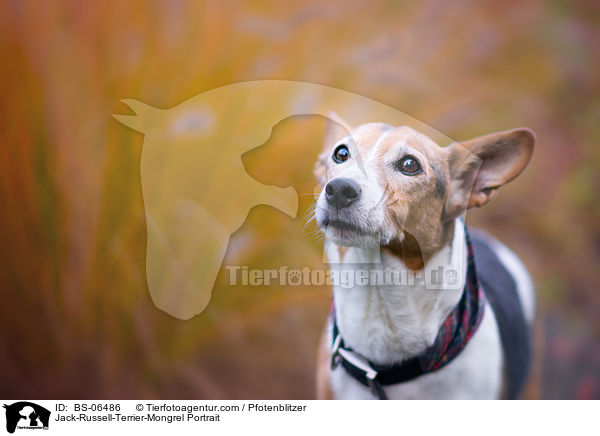 Jack-Russell-Terrier-Mischling Portrait / Jack-Russell-Terrier-Mongrel Portrait / BS-06486