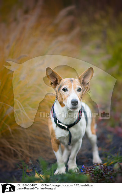 Jack-Russell-Terrier-Mischling / Jack-Russell-Terrier-Mongrel / BS-06487