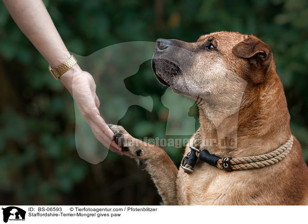 Staffordshire-Terrier-Mischling gibt Pftchen / Staffordshire-Terrier-Mongrel gives paw / BS-06593
