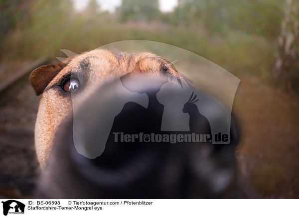Staffordshire-Terrier-Mischling Auge / Staffordshire-Terrier-Mongrel eye / BS-06598
