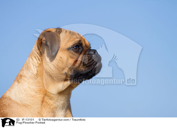 Mops-Pinscher Portrait / Pug-Pinscher Portrait / IF-13101