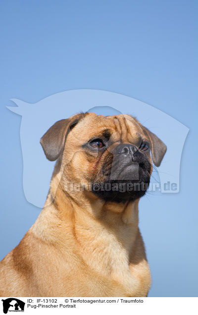 Mops-Pinscher Portrait / Pug-Pinscher Portrait / IF-13102