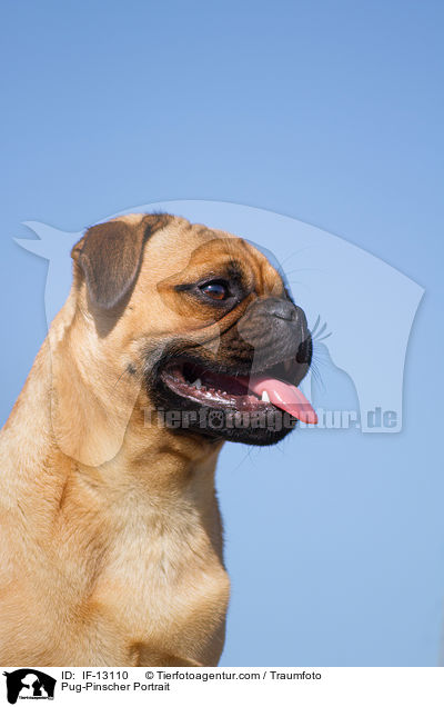 Mops-Pinscher Portrait / Pug-Pinscher Portrait / IF-13110