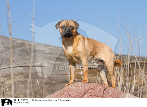 Mops-Pinscher / Pug-Pinscher / IF-13125