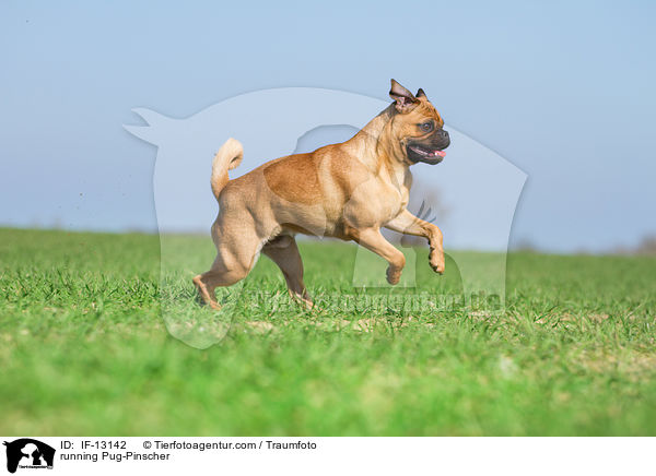 rennender Mops-Pinscher / running Pug-Pinscher / IF-13142