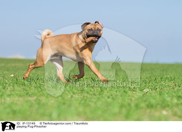 spielender Mops-Pinscher / playing Pug-Pinscher / IF-13149