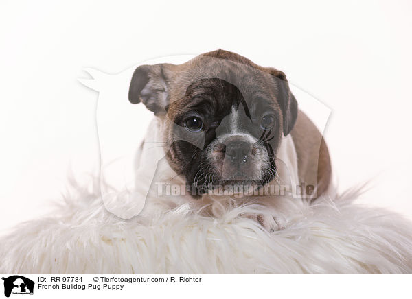 Frops Welpe / French-Bulldog-Pug-Puppy / RR-97784