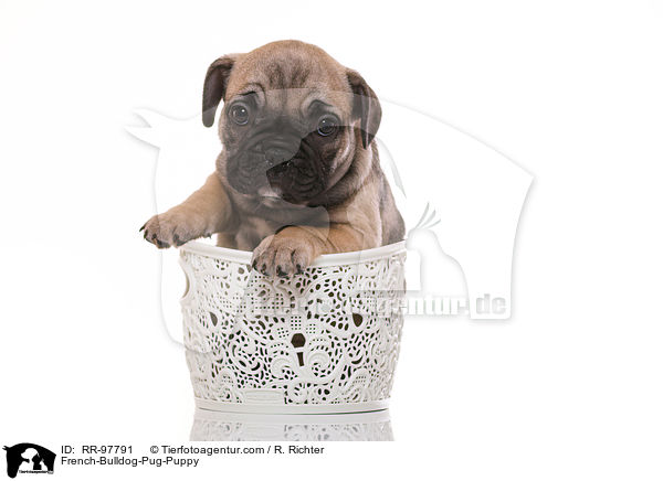 Frops Welpe / French-Bulldog-Pug-Puppy / RR-97791